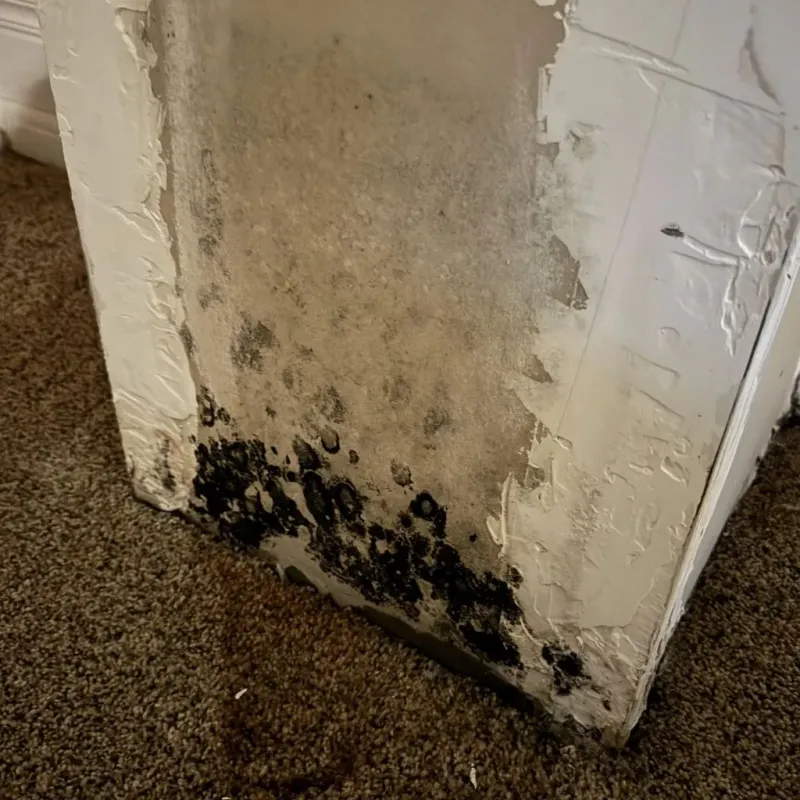 Professional Mold Removal in Morenci, MI property